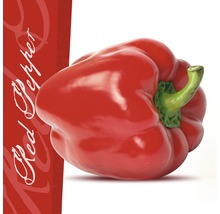 Glasbild Red Pepper 50x50 cm GLA432