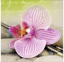 Gros plan d''une fleur d''orchidée à rayures violettes sur des pierres avec des bâtons.