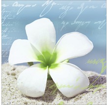 Gros plan d''une seule fleur de frangipanier blanche dans le sable