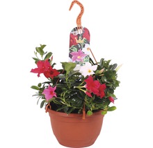 Dipladénia de Sander FloraSelf Mandevillea sanderi pot de 25 cm de Ø