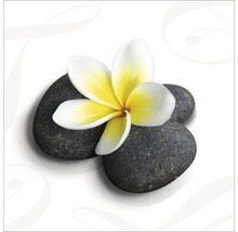 Frangipani-Blüte auf Flusssteinen