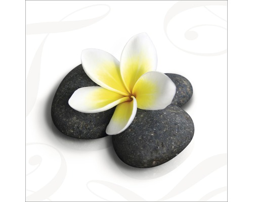Frangipani-Blüte auf Flusssteinen