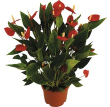 Langue de feu, Anthurium FloraSelf Anthurium andreanum 'Million Flowers' h 10-20 pot Ø 12 cm rouge-thumb-1