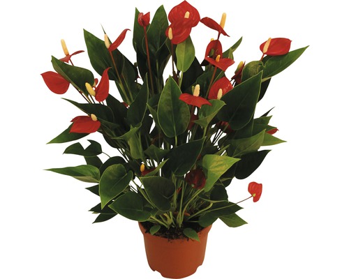 Plante anthurium avec des fleurs rouges dans un pot