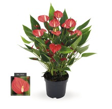 Langue de feu, Anthurium FloraSelf Anthurium andreanum 'Million Flowers' h 10-20 pot Ø 12 cm rouge-thumb-0