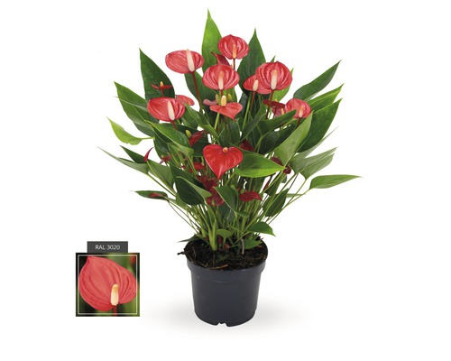 Langue de feu, Anthurium FloraSelf Anthurium andreanum 'Million Flowers' h 10-20 pot Ø 12 cm rouge-0