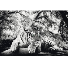 Photographie en noir et blanc d''un tigre dans la forêt