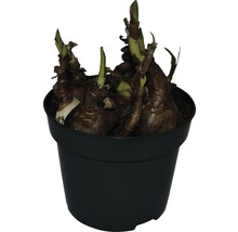 Bulbes d''amaryllis dans un pot