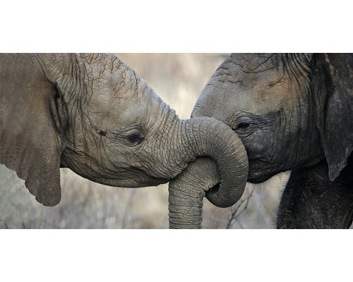 Postkarte Zwei Elefanten 23x11 cm