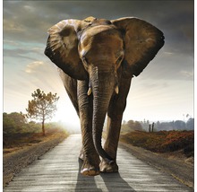 Tableau en verre Elephant 80x80 cm