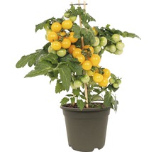 Tomate cerise Solanum lycopersicum pot Ø 14 cm jaune-thumb-0