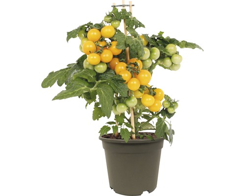 Tomate cerise Solanum lycopersicum pot Ø 14 cm jaune