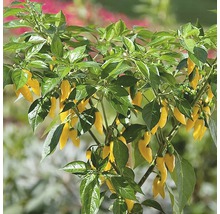 Plante avec des piments jaunes et des feuilles vertes.