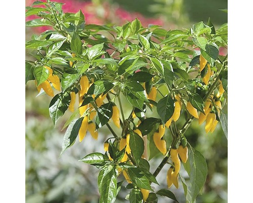 Plante avec des piments jaunes et des feuilles vertes.