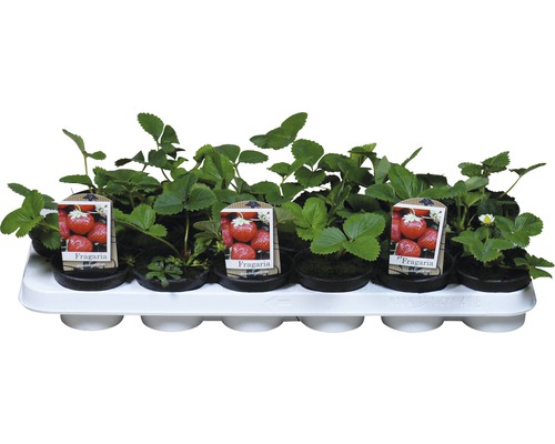 Plants de fraises dans un plateau de culture