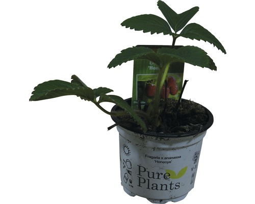 Fraisier ''Honeoye'' en pot