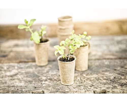 Pots de culture avec de jeunes plantes sur une surface en bois