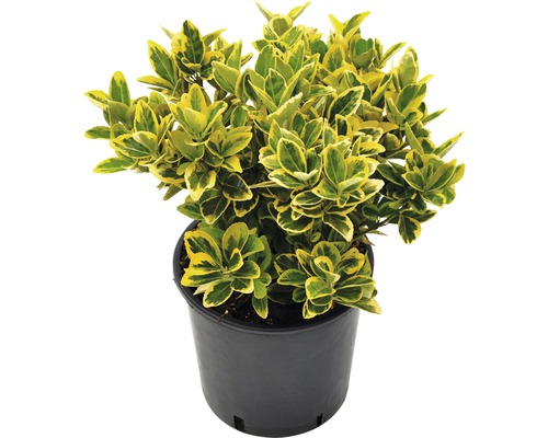 Fusain du Japon jaune multicolore FloraSelf Euonymus japonicus 'Elegantissima Aurea' h 40-60 cm Co 5 l