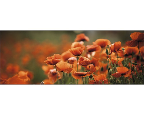 Glasbild Orange Poppies I 30x80 cm GLA1267