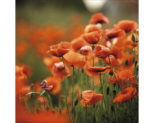 Glasbild Orange Poppies I 80x80 cm GLA1267