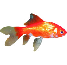 Petit poisson rouge-thumb-1