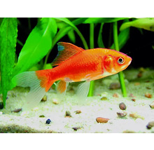 Petit poisson rouge-thumb-2