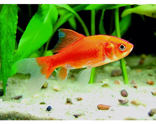 Goldfisch im Aquarium mit Pflanzen und Kies