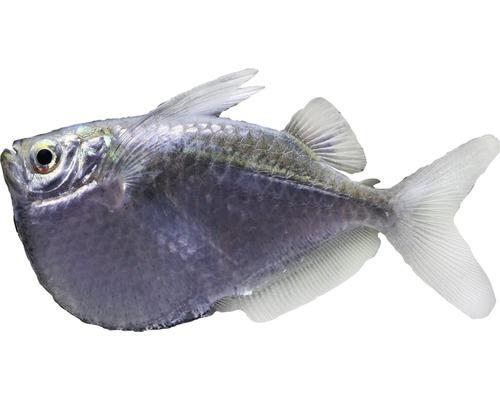 Fisch Riesenbeilbauch - Thoracocharax stellatus