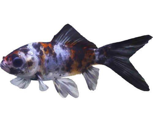 Fisch China Shubunkin - Carassius auratus