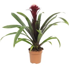 Broméliacée plante d''intérieur en pot