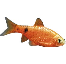 Fisch Neon Prachtbarbe - Pethia conchonius