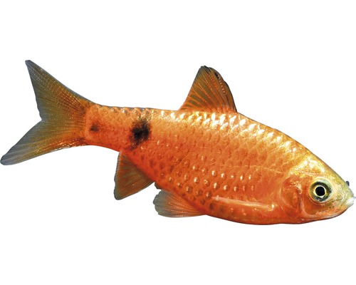 Fisch Neon Prachtbarbe - Pethia conchonius
