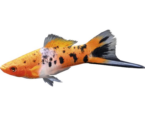 Fisch Schwertträger Koi - Xiphophorus helleri
