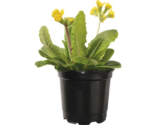 Primevère FloraSelf Primula veris pot Ø 10 cm