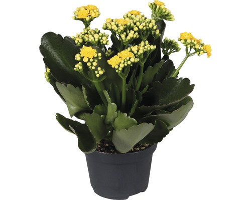 Kalanchoé de Blossfeld FloraSelf Kalanchoe Calandiva h 20-25 cm pot Ø 12 cm jaune