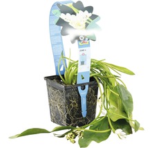 Plante de bassin dans un panier à plantes noir avec des fleurs blanches et des feuilles vertes
