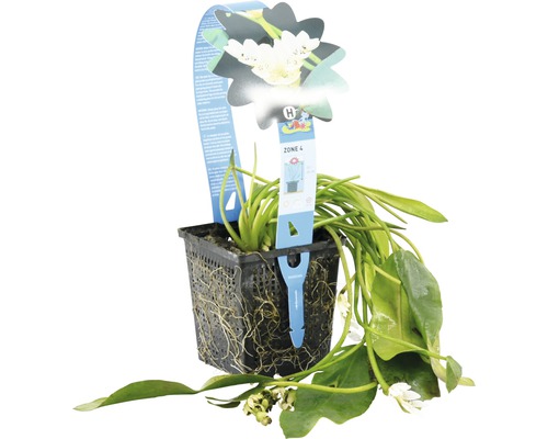 Plante de bassin dans un panier à plantes noir avec des fleurs blanches et des feuilles vertes