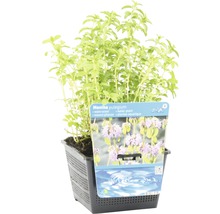 Menthe aquatique en pot