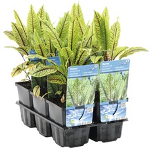 Tray mit Rumex sanguineus Wasserpflanzen