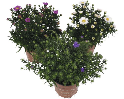 Kissen -Aster FloraSelf Aster dumosus Ø 11/12 cm Topf zufällige Sortenauswahl Drei Winterastern Pflanzen im Topf mit lila, weissen und blauen Blüten