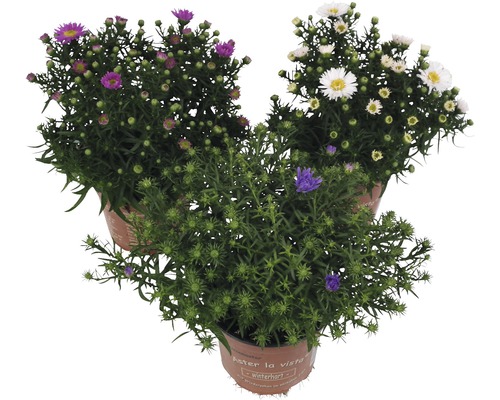 Kissen Aster FloraSelf Ø 11 cm Topf zufällige Sortenauswahl