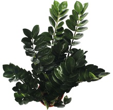 Zamioculcas zamiifolia FloraSelf H 95-105 cm pot de Ø 24 cm