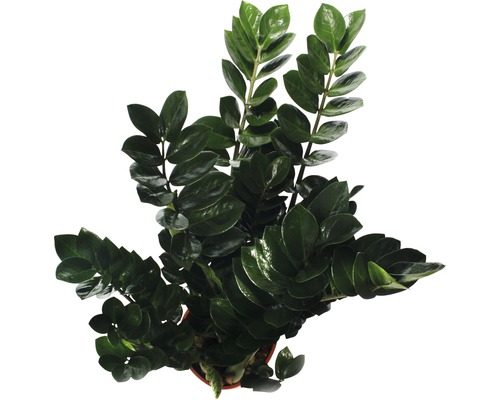 Zamioculcas plante d''intérieur en pot