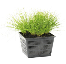 Scirpe incliné FloraSelf Scirpus cernuus h 10-30 cm Co 3 l