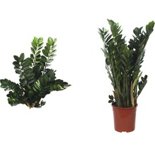 Zamioculcas zamiifolia FloraSelf H 95-105 cm pot de Ø 24 cm