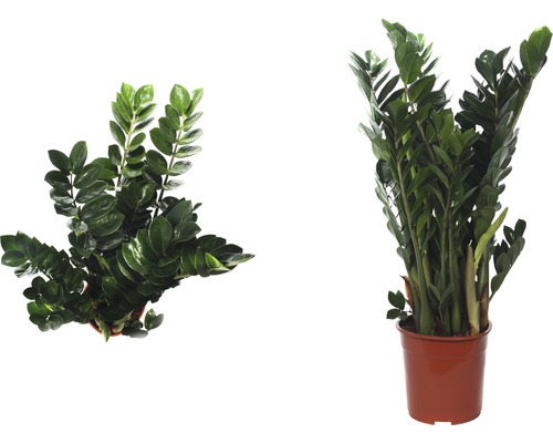 Zamioculcas plante d''intérieur en pot