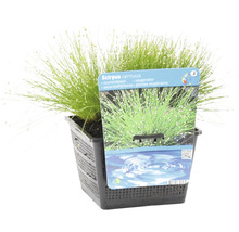 Scirpe incliné FloraSelf Scirpus cernuus h 10-30 cm Co 3 l