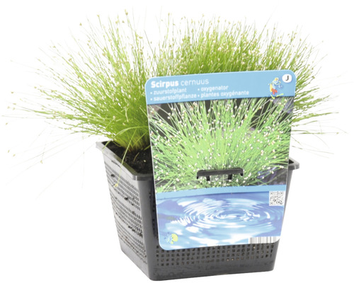 Scirpus cernuus plante oxygénante en pot