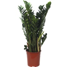 Zamioculcas zamiifolia FloraSelf H 95-105 cm pot de Ø 24 cm