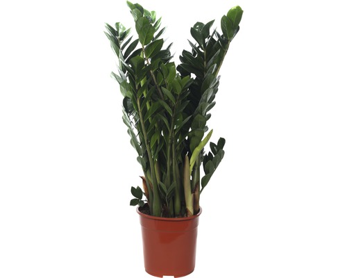 Glücksfeder FloraSelf Zamioculcas zamiifolia H 95-105 cm Ø 24 cm Topf buschig Zamioculcas Zimmerpflanze im Topf